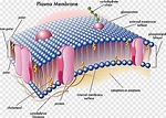 Free download | Cell membrane Biological membrane Nuclear envelope ...
