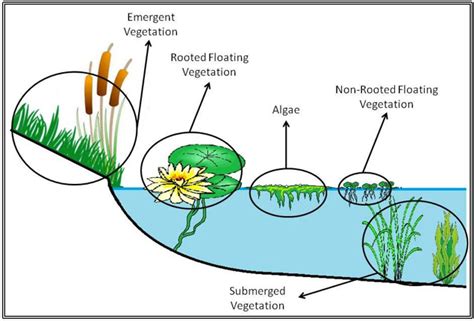5 Techniques To Id Aquatic Plants Ausable River Association
