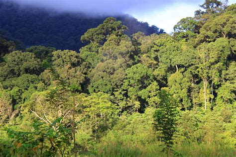 Gunung Leuser National Park Sumatra