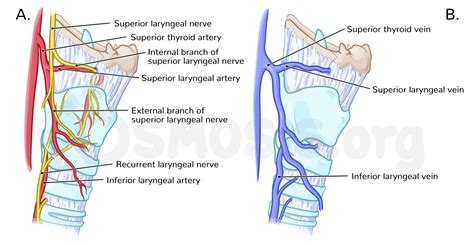Anatomy Of The Larynx And Trachea Osmosis