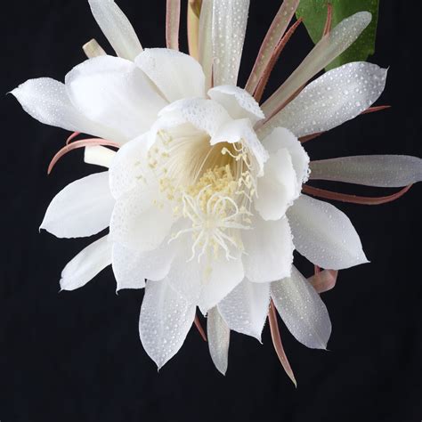 Fragrant Epiphyllum Orchid Cactus For Sale Queen Of The Night Easy