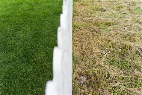 7 Ways To Make Grass Thicker And Fuller