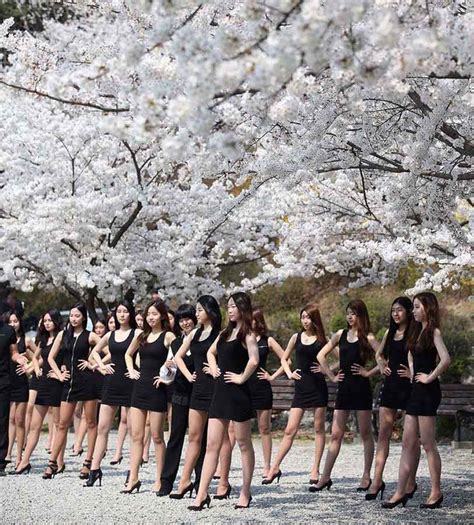 한국 모델 벚꽃나무 아래서 수업 날씬한 다리 자랑6 인민넷 조문판 人民网