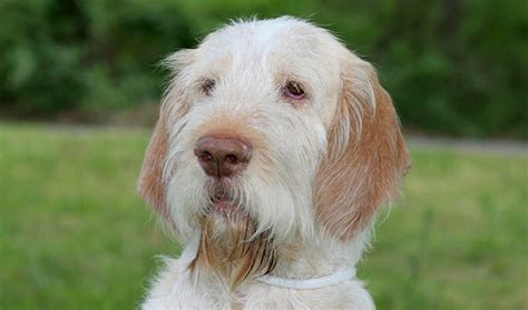 Brown roan spinone italiano puppies. Spinone Italiano Information - Dog Breeds at dogthelove