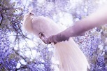 White Peacock, HD Birds, 4k Wallpapers, Images, Backgrounds, Photos and ...