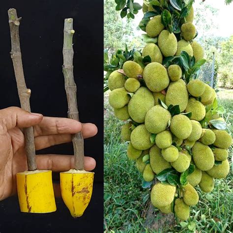 How To Grow Jackfruit Tree From Cutting Very Unique Techniques With