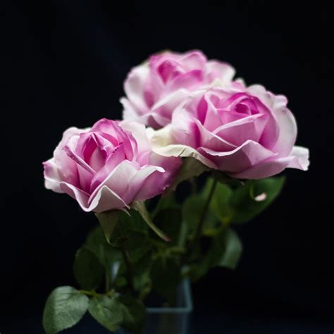 Atlas Flowers Faux Rose Carol Pink