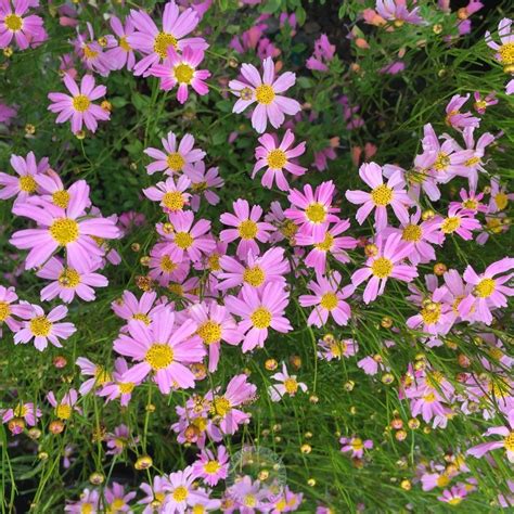 Threadleaf Coreopsis Coreopsis Rosea American Dream In The