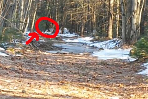 Was Bigfoot Spotted In Turner Maine