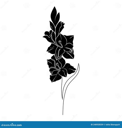Gladiolus Flower On White Stock Vector Illustration Of Symbol 240928359