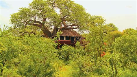 Tarangire Treetops Land And Life Foundation