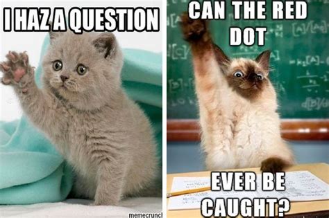 Things Your Cat Would Ask If She Could Ask Questions Cuteness