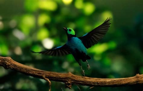 20 Of The Most Bright And Beautiful Birds In The World
