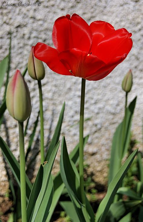 My photos: Tulipano rosso