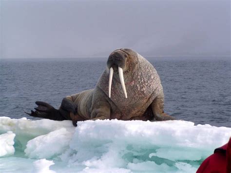 A Walrus Has Tusks That Keep Growing Throughout Its Lifetime They Use
