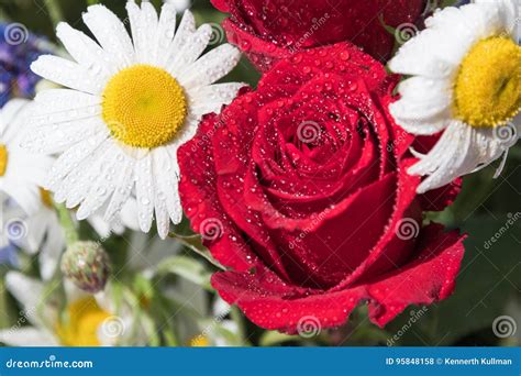 Red Rose And Daisies With Dew Drops Stock Photo Image Of Celebration