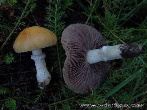 Stropharia Coronilla Nurmikaulussieni Natural Fungi In Finland