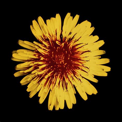 Uv Image Of Honey Guides On Dandelion Photograph By Dr Jeremy Burgess