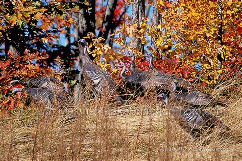 Wild Turkeys In Autumn