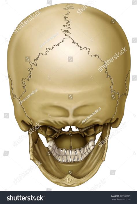 Skull Back View 2253 รายการ ภาพ ภาพสต็อกและเวกเตอร์ Shutterstock