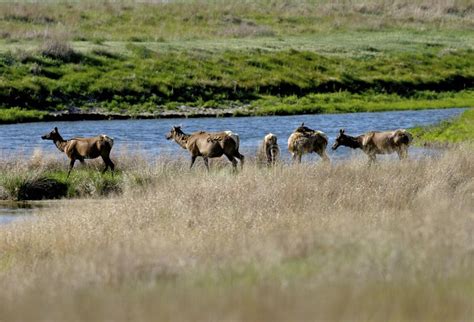 Elk Herd Nebraska Wildlife Refuge Stock Photos Free And Royalty Free