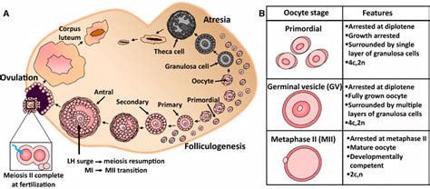 Schematic Representation Of Folliculogenesis In The Mammalian Ovary A