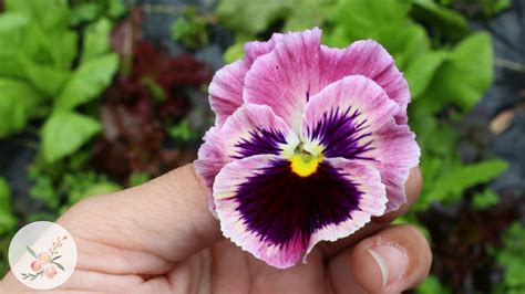 How To Grow Pansy Flowers From Seed Gardening For Beginners Series