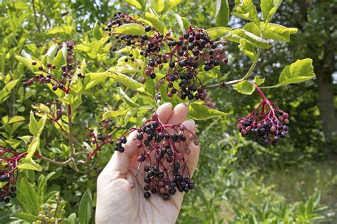 Harvesting Elderberry Fruit When Are Elderberries Ripe Elderberry