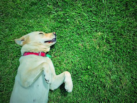 Dog On The Grass 2 Free Photo Download Freeimages