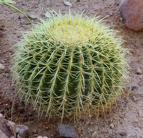 Barrel Cactus Wikipedia
