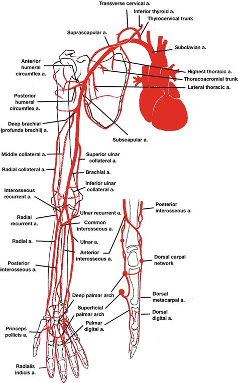Vascular Anatomy Of The Upper Limbs Thoracic Key