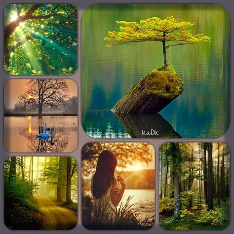 Nature Collage Made By Kadks World Палитра Коллаж