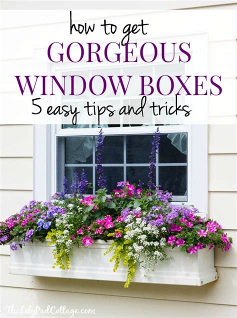If you want butterflies fluttering around your full sun pots, include pentas in the mix. 5 Tips for Gorgeous Window Boxes - The Lilypad Cottage