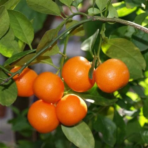 Calamondin Orange Calamansi Tree 30 32 Tall Etsy