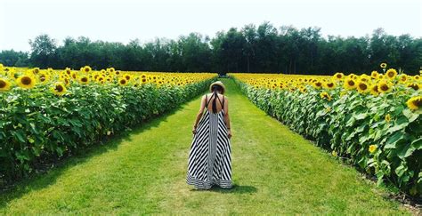 This Stunning Sunflower Farm Will Bloom For The First Time In 3 Years