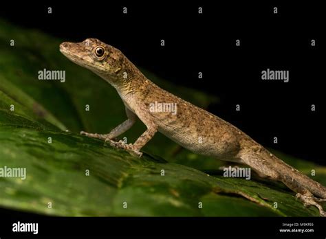 Brown Anoles Hi Res Stock Photography And Images Alamy