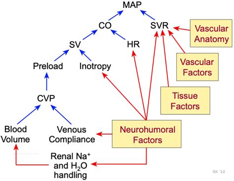 Cv Physiology Factors Regulating Arterial Blood Pressure