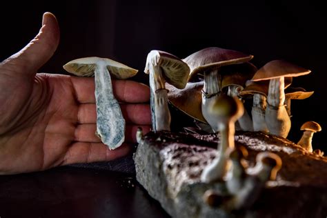 Dc Residents To Vote On Decriminalization Of ‘magic Mushrooms On