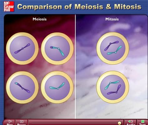 Comparison Of Meiosis And Mitosis Why Science Is The Best Subject E