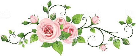 Pink Rose Vine Vector Illustration Stock Vector Art And More
