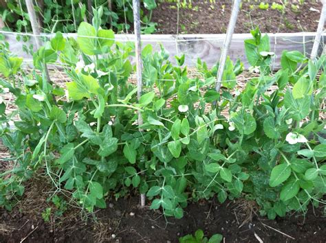 Bay State Kitchen Garden How To Grow Lots Of Peas