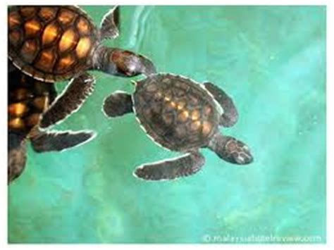 Thai muang turtle sanctuary is a wonderful attraction for visitors of all ages. Terengganu Travel Guide: Terengganu Turtle Sanctuary