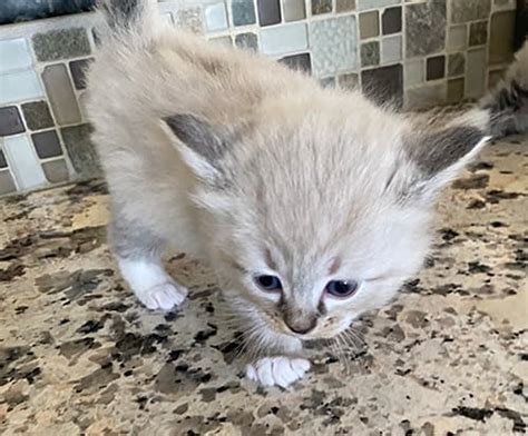 Ragdoll Kittens For Sale In Chicago Il Midwest Ragdolls