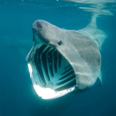 Basking Shark Pictures Diet Breeding Facts Habitat Behavior