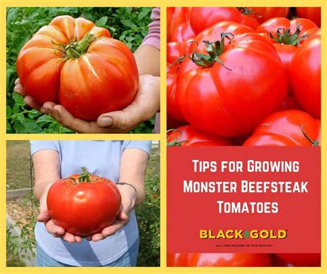 Top 20 Growing Beefsteak Tomatoes In Pots