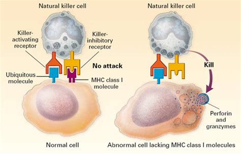 How Do Natural Killer Cells Destroy Invading Pathogens
