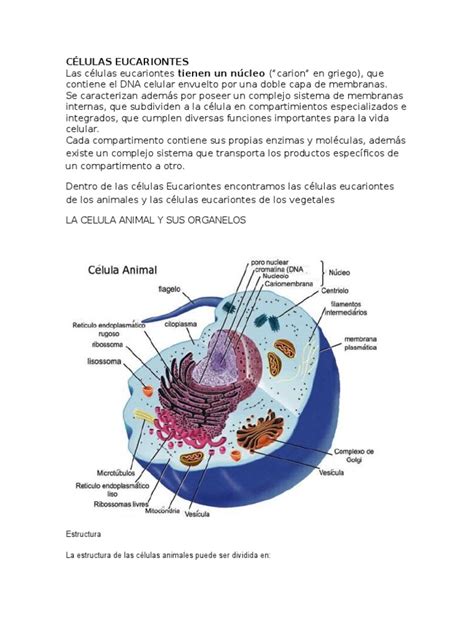 CÉlulas Eucariontesdocx Nucleo Celular Biología Celular