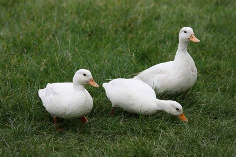 Call Duck Ducks Breed Information Omlet