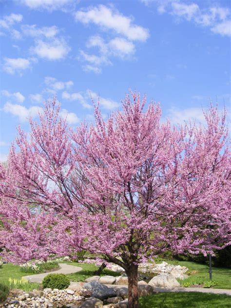 Redbud Trees 3 Free Photo Download Freeimages