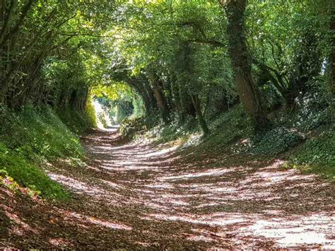 The Path To Halnaker Windmill A Magical Tunnel Of Trees